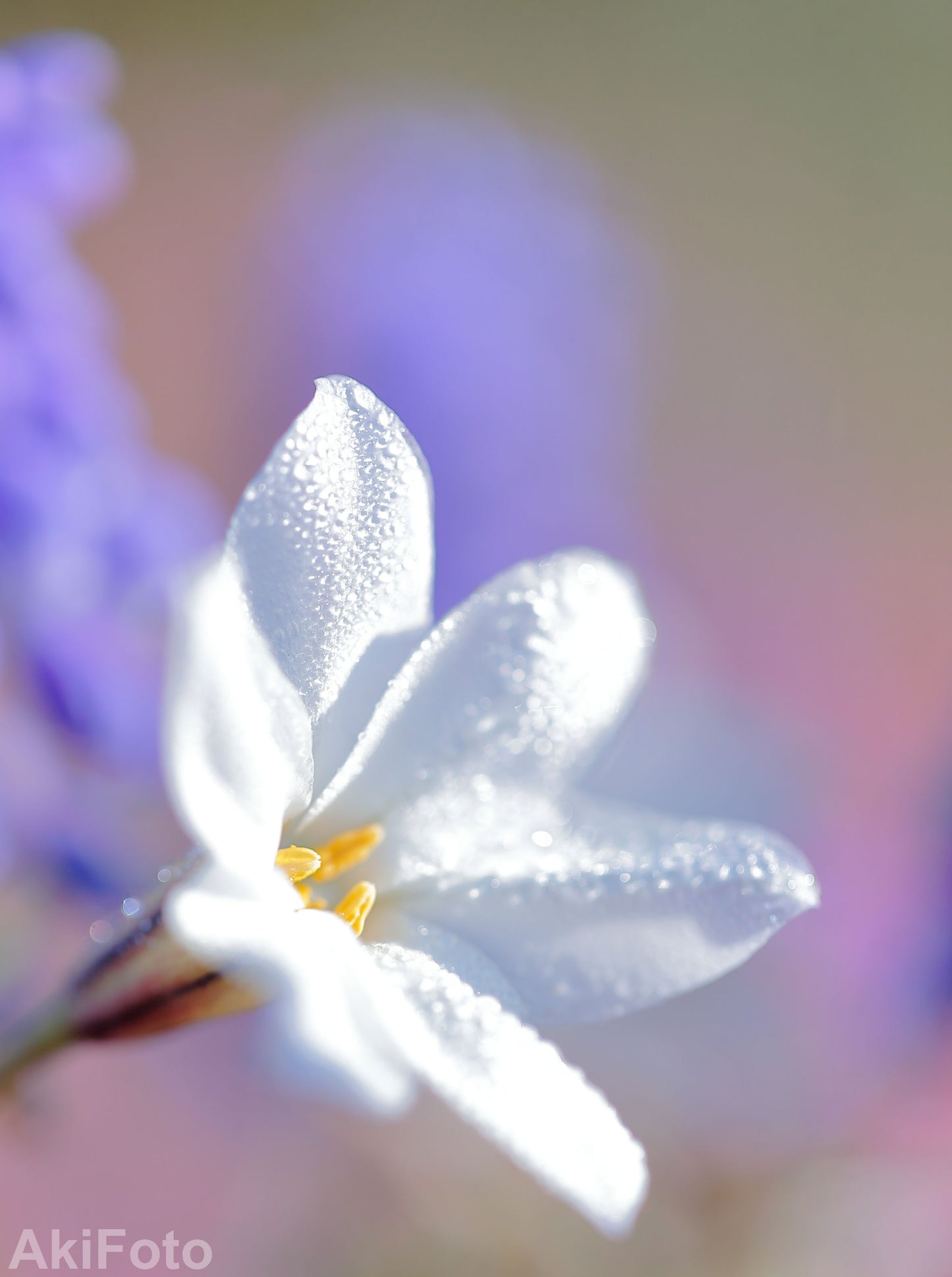 「至福色」　ー夢心地シリーズー